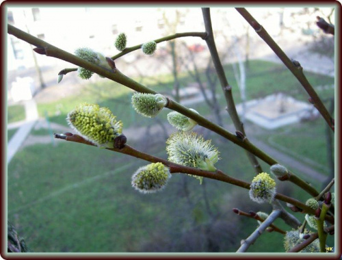 na moim balkonie #wiosna #zielono