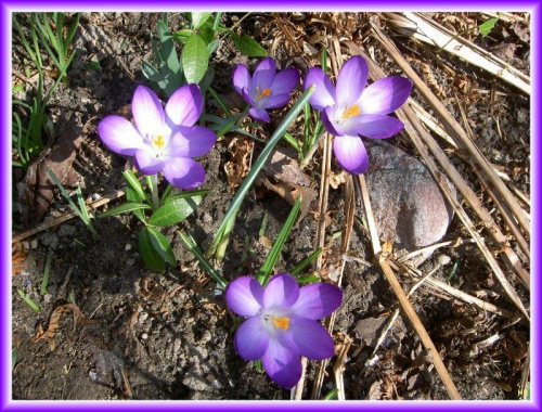 w moim ogrodzie #wiosna #zielono #kwiatki #krokusy