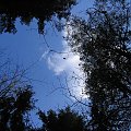 Koluszki i okolica las - troszkę wiosny #drzewo #jodła #Koluszki #las #Łaznów #rezerwat