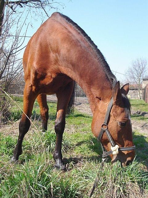 "kosiarka" w akcji :)