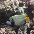25 #diving #Egipt #egzotyka #fauna #gady #ssaki #flora #WielkiBłękit #morze #MorzeCzerwone #natura #nurkowanie #PodWodą #płazy #przyroda #rafa #ryba #ryby #snorkling #snurkowanie #woda
