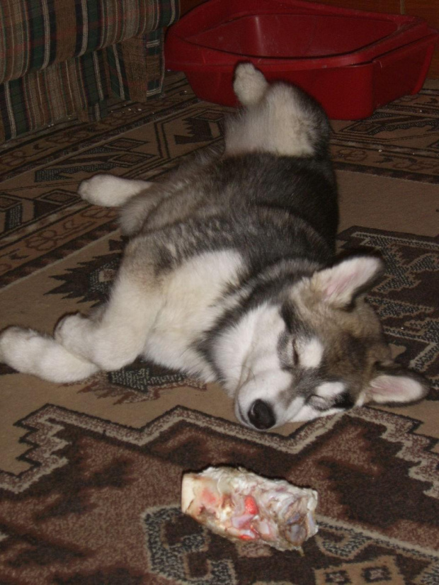 #pies #zwierzęta #AlaskanMalamute