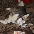 #pies #zwierzęta #AlaskanMalamute