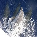 26 #diving #Egipt #gady #egzotyka #ssaki #fauna #flora #WielkiBłękit #morze #MorzeCzerwone #natura #nurkowanie #PodWodą #płazy #przyroda #rafa #ryba #ryby #snorkling #snurkowanie #woda