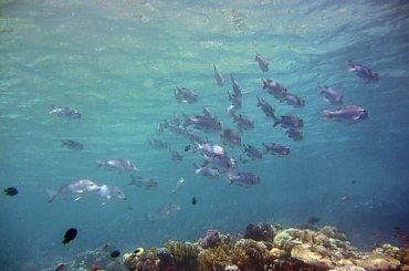 24 #diving #Egipt #egzotyka #fauna #gady #ssaki #flora #WielkiBłękit #morze #MorzeCzerwone #natura #nurkowanie #PodWodą #płazy #przyroda #rafa #ryba #ryby #snorkling #snurkowanie #woda