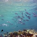 24 #diving #Egipt #egzotyka #fauna #gady #ssaki #flora #WielkiBłękit #morze #MorzeCzerwone #natura #nurkowanie #PodWodą #płazy #przyroda #rafa #ryba #ryby #snorkling #snurkowanie #woda