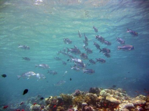24 #diving #Egipt #egzotyka #fauna #gady #ssaki #flora #WielkiBłękit #morze #MorzeCzerwone #natura #nurkowanie #PodWodą #płazy #przyroda #rafa #ryba #ryby #snorkling #snurkowanie #woda
