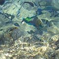 42 #diving #Egipt #egzotyka #fauna #flora #gady #WielkiBłękit #morze #MorzeCzerwone #natura #nurkowanie #PodWodą #płazy #przyroda #rafa #ryba #ryby #snorkling #snurkowanie #ssaki #woda