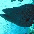 vinny-2 #diving #Egipt #egzotyka #fauna #flora #gady #WielkiBłękit #morze #MorzeCzerwone #natura #nurkowanie #PodWodą #płazy #przyroda #rafa #ryba #ryby #snorkling #snurkowanie #ssaki #woda