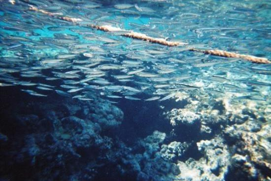 Snorkling best at Quiet times #diving #Egipt #egzotyka #fauna #flora #gady #WielkiBłękit #morze #MorzeCzerwone #natura #nurkowanie #PodWodą #płazy #przyroda #rafa #ryba #ryby #snorkling #snurkowanie #ssaki #woda