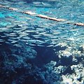 Snorkling best at Quiet times #diving #Egipt #egzotyka #fauna #flora #gady #WielkiBłękit #morze #MorzeCzerwone #natura #nurkowanie #PodWodą #płazy #przyroda #rafa #ryba #ryby #snorkling #snurkowanie #ssaki #woda