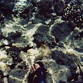 43 #diving #Egipt #egzotyka #fauna #flora #gady #WielkiBłękit #morze #MorzeCzerwone #natura #nurkowanie #PodWodą #płazy #przyroda #rafa #ryba #ryby #snorkling #snurkowanie #ssaki #woda