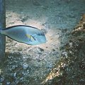 40 #diving #Egipt #egzotyka #fauna #flora #gady #WielkiBłękit #morze #MorzeCzerwone #natura #nurkowanie #PodWodą #płazy #przyroda #rafa #ryba #ryby #snorkling #snurkowanie #ssaki #woda