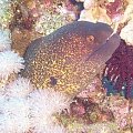 vinny-3 #diving #Egipt #egzotyka #fauna #flora #gady #WielkiBłękit #morze #MorzeCzerwone #natura #nurkowanie #PodWodą #płazy #przyroda #rafa #ryba #ryby #snorkling #snurkowanie #ssaki #woda