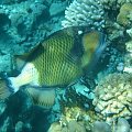 14 #diving #Egipt #egzotyka #fauna #flora #gady #WielkiBłękit #morze #MorzeCzerwone #natura #nurkowanie #PodWodą #płazy #przyroda #rafa #ryba #ryby #snorkling #snurkowanie #ssaki #woda