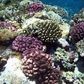 15 #diving #Egipt #egzotyka #fauna #flora #gady #WielkiBłękit #morze #MorzeCzerwone #natura #nurkowanie #PodWodą #płazy #przyroda #rafa #ryba #ryby #snorkling #snurkowanie #ssaki #woda