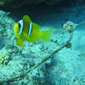 #diving #Egipt #egzotyka #fauna #flora #gady #WielkiBłękit #morze #MorzeCzerwone #natura #nurkowanie #PodWodą #płazy #przyroda #rafa #ryba #ryby #snorkling #snurkowanie #ssaki #woda