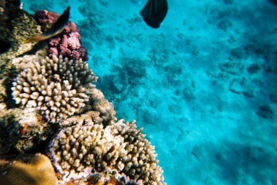 11 #diving #Egipt #egzotyka #fauna #flora #gady #WielkiBłękit #morze #MorzeCzerwone #natura #nurkowanie #PodWodą #płazy #przyroda #rafa #ryba #ryby #snorkling #snurkowanie #ssaki #woda