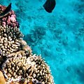 11 #diving #Egipt #egzotyka #fauna #flora #gady #WielkiBłękit #morze #MorzeCzerwone #natura #nurkowanie #PodWodą #płazy #przyroda #rafa #ryba #ryby #snorkling #snurkowanie #ssaki #woda