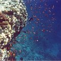 18 #diving #Egipt #egzotyka #fauna #flora #gady #WielkiBłękit #morze #MorzeCzerwone #natura #nurkowanie #PodWodą #płazy #przyroda #rafa #ryba #ryby #snorkling #snurkowanie #ssaki #woda
