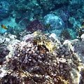 20 #diving #Egipt #egzotyka #fauna #flora #gady #WielkiBłękit #morze #MorzeCzerwone #natura #nurkowanie #PodWodą #płazy #przyroda #rafa #ryba #ryby #snorkling #snurkowanie #ssaki #woda