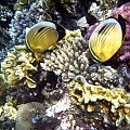 28 #diving #Egipt #egzotyka #fauna #flora #gady #WielkiBłękit #morze #MorzeCzerwone #natura #nurkowanie #PodWodą #płazy #przyroda #rafa #ryba #ryby #snorkling #snurkowanie #ssaki #woda