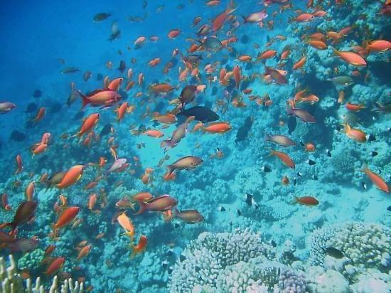 30 #diving #Egipt #egzotyka #fauna #flora #gady #WielkiBłękit #morze #MorzeCzerwone #natura #nurkowanie #PodWodą #płazy #przyroda #rafa #ryba #ryby #snorkling #snurkowanie #ssaki #woda