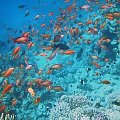 30 #diving #Egipt #egzotyka #fauna #flora #gady #WielkiBłękit #morze #MorzeCzerwone #natura #nurkowanie #PodWodą #płazy #przyroda #rafa #ryba #ryby #snorkling #snurkowanie #ssaki #woda