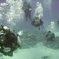 diving at temple reef #diving #Egipt #egzotyka #fauna #flora #gady #WielkiBłękit #morze #MorzeCzerwone #natura #nurkowanie #PodWodą #płazy #przyroda #rafa #ryba #ryby #snorkling #snurkowanie #ssaki #woda