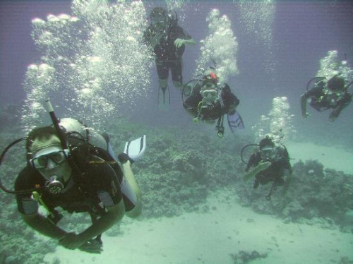 diving at temple reef #diving #Egipt #egzotyka #fauna #flora #gady #WielkiBłękit #morze #MorzeCzerwone #natura #nurkowanie #PodWodą #płazy #przyroda #rafa #ryba #ryby #snorkling #snurkowanie #ssaki #woda