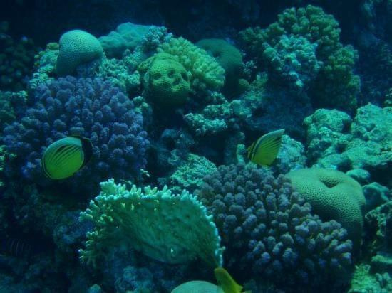 Just a sample #diving #Egipt #egzotyka #fauna #flora #gady #WielkiBłękit #morze #MorzeCzerwone #natura #nurkowanie #PodWodą #płazy #przyroda #rafa #ryba #ryby #snorkling #snurkowanie #ssaki #woda