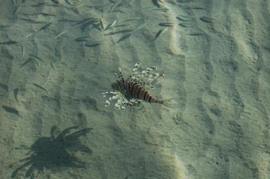 Danger! a Lionfish near the beach #diving #Egipt #egzotyka #fauna #flora #gady #WielkiBłękit #morze #MorzeCzerwone #natura #nurkowanie #PodWodą #płazy #przyroda #rafa #ryba #ryby #snorkling #snurkowanie #ssaki #woda