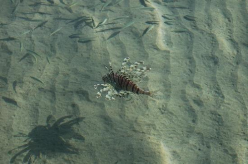 Danger! a Lionfish near the beach #diving #Egipt #egzotyka #fauna #flora #gady #WielkiBłękit #morze #MorzeCzerwone #natura #nurkowanie #PodWodą #płazy #przyroda #rafa #ryba #ryby #snorkling #snurkowanie #ssaki #woda