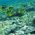 Another sample #diving #Egipt #egzotyka #fauna #flora #gady #WielkiBłękit #morze #MorzeCzerwone #natura #nurkowanie #PodWodą #płazy #przyroda #rafa #ryba #ryby #snorkling #snurkowanie #ssaki #woda