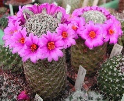 Mammillaria alamensis trochę inaczej