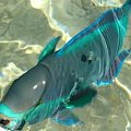 35 #diving #Egipt #egzotyka #fauna #flora #gady #WielkiBłękit #morze #MorzeCzerwone #natura #nurkowanie #PodWodą #płazy #przyroda #rafa #ryba #ryby #snorkling #snurkowanie #ssaki #woda