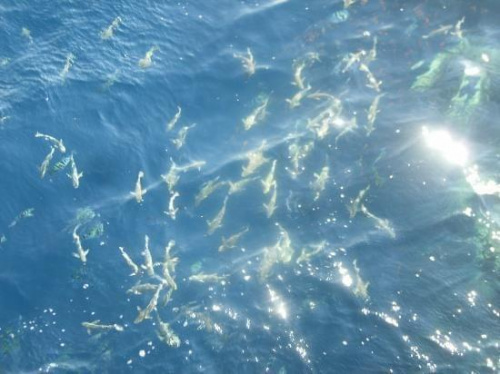 Fish at the end of the jetty #diving #Egipt #egzotyka #fauna #flora #gady #WielkiBłękit #morze #MorzeCzerwone #natura #nurkowanie #PodWodą #płazy #przyroda #rafa #ryba #ryby #snorkling #snurkowanie #ssaki #woda