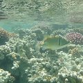 baliste de 20cm #diving #Egipt #egzotyka #fauna #flora #gady #WielkiBłękit #morze #MorzeCzerwone #natura #nurkowanie #PodWodą #płazy #przyroda #rafa #ryba #ryby #snorkling #snurkowanie #ssaki #woda