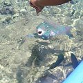 Giant Parrot Fish by the Jetty Every Day!! #diving #Egipt #egzotyka #fauna #flora #gady #WielkiBłękit #morze #MorzeCzerwone #natura #nurkowanie #PodWodą #płazy #przyroda #rafa #ryba #ryby #snorkling #snurkowanie #ssaki #woda
