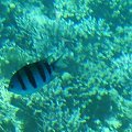 Colourful fish on coral reef #diving #Egipt #egzotyka #fauna #flora #gady #WielkiBłękit #morze #MorzeCzerwone #natura #nurkowanie #PodWodą #płazy #przyroda #rafa #ryba #ryby #snorkling #snurkowanie #ssaki #woda