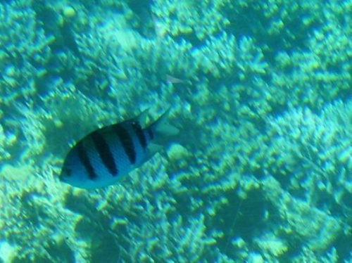 Colourful fish on coral reef #diving #Egipt #egzotyka #fauna #flora #gady #WielkiBłękit #morze #MorzeCzerwone #natura #nurkowanie #PodWodą #płazy #przyroda #rafa #ryba #ryby #snorkling #snurkowanie #ssaki #woda