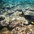 Coral & Fish at Beach #diving #Egipt #egzotyka #fauna #flora #gady #WielkiBłękit #morze #MorzeCzerwone #natura #nurkowanie #PodWodą #płazy #przyroda #rafa #ryba #ryby #snorkling #snurkowanie #ssaki #woda