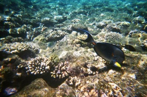 Coral & Fish at Beach #diving #Egipt #egzotyka #fauna #flora #gady #WielkiBłękit #morze #MorzeCzerwone #natura #nurkowanie #PodWodą #płazy #przyroda #rafa #ryba #ryby #snorkling #snurkowanie #ssaki #woda