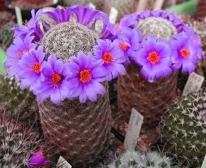 Mammillaria alamensis trochę inaczej