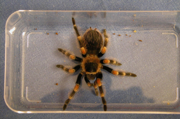 Smithi L8