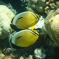poissons papillon #diving #Egipt #egzotyka #fauna #flora #gady #WielkiBłękit #morze #MorzeCzerwone #natura #nurkowanie #PodWodą #płazy #przyroda #rafa #ryba #ryby #snorkling #snurkowanie #ssaki #woda