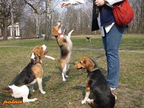 #beagle #psy