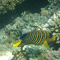 poisson ange1 #diving #Egipt #egzotyka #fauna #flora #gady #WielkiBłękit #morze #MorzeCzerwone #natura #nurkowanie #PodWodą #płazy #przyroda #rafa #ryba #ryby #snorkling #snurkowanie #ssaki #woda