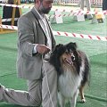 #wystawa #NowyDwórMazowiecki #collie #sheltie