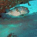 Puffer fish on Straits of Tiran #diving #Egipt #egzotyka #fauna #flora #gady #WielkiBłękit #morze #MorzeCzerwone #natura #nurkowanie #PodWodą #płazy #przyroda #rafa #ryba #ryby #snorkling #snurkowanie #ssaki #woda